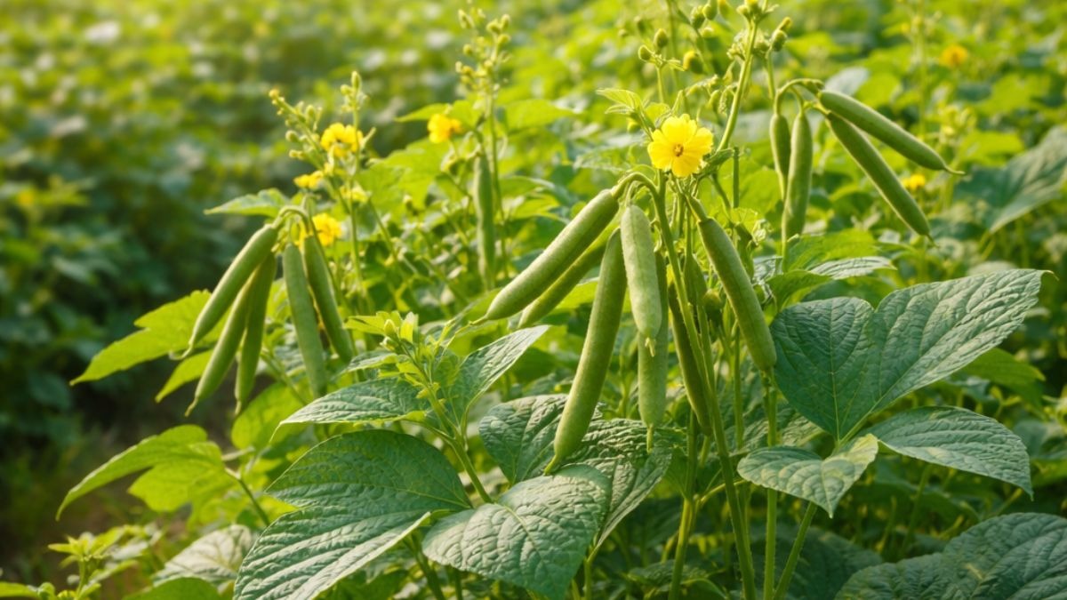 मूंग की खेती