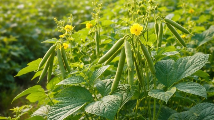 मूंग की खेती