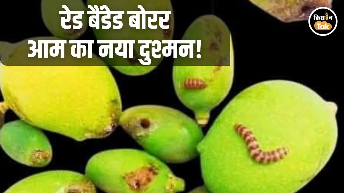 Red banded borer insect mango crop