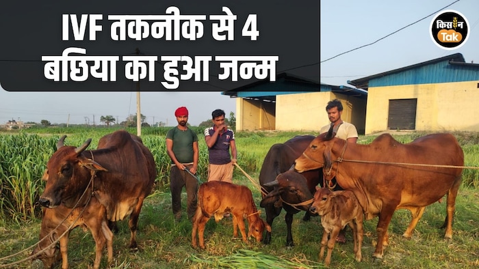 IVF Calves birth Pusa University Bihar