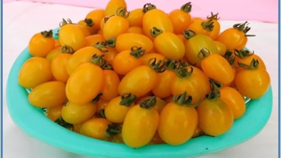 कम लागत, ज्यादा मुनाफा: IIVR की 15 नई सब्जी किस्में किसानों के लिए बनेगी वरदान कम लागत, ज्यादा मुनाफा: IIVR की 15 नई सब्जी किस्में किसानों के लिए बनेगी वरदान