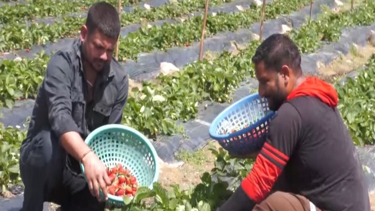 स्ट्रॉबेरी की खेती