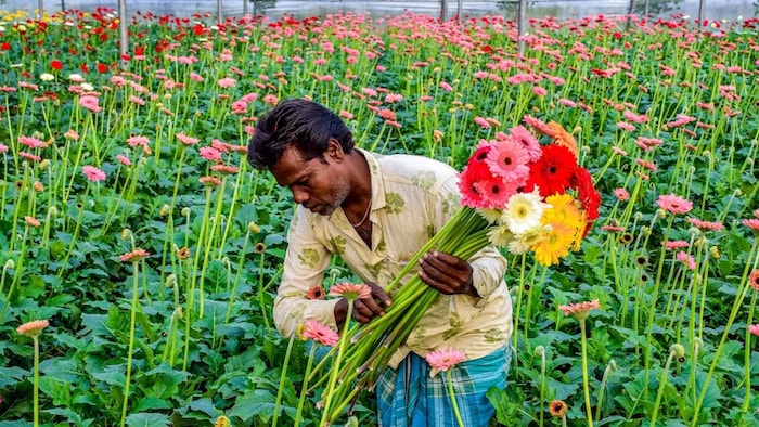 फूल उत्पादक किसानों की बड़ी मांग