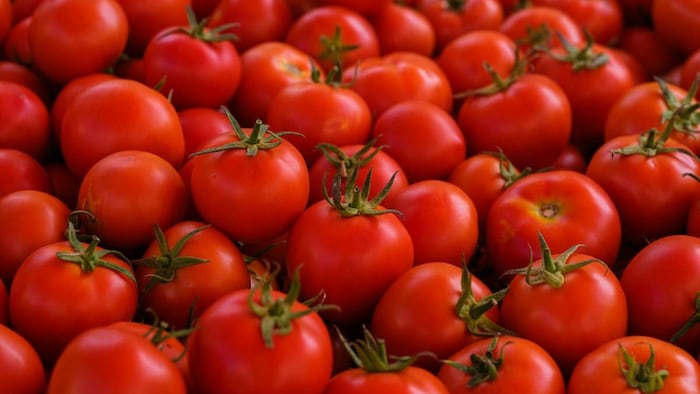 Tomato Price Down