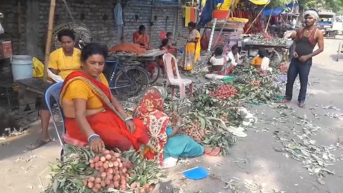 litchi farming technology India
