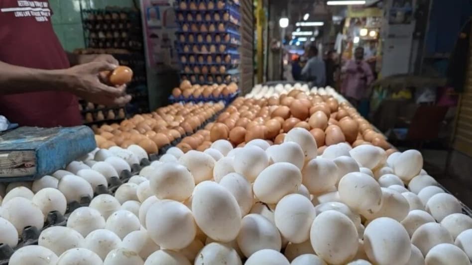 Poultry Egg Export: बढ़ सकता है अंडों का एक्सपोर्ट, सरकार और पोल्ट्री फार्मर को करने होंगे ये काम Poultry Egg Export: बढ़ सकता है अंडों का एक्सपोर्ट, सरकार और पोल्ट्री फार्मर को करने होंगे ये काम