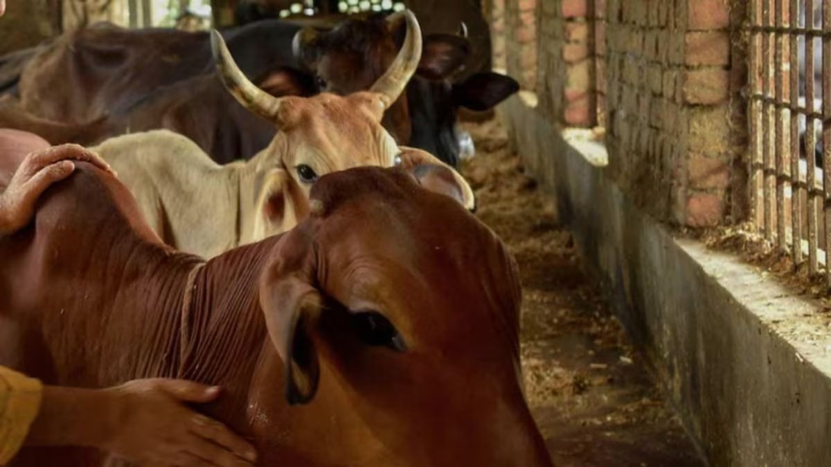 यूपी की गौशालाओं में लगेंगे सीसीटीवी. (Photo: Representational)