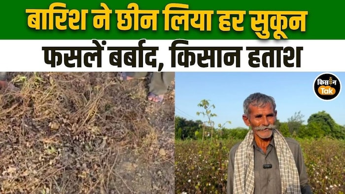 कपास की फसलें हुई तबाह,
