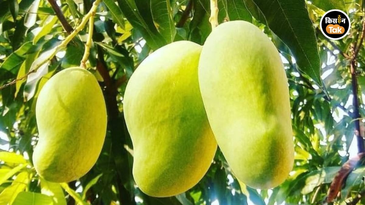 ‘सदाबहार आम’ बना किसानों की नई उम्मीद