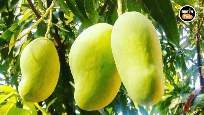 ‘सदाबहार आम’ बना किसानों की नई उम्मीद