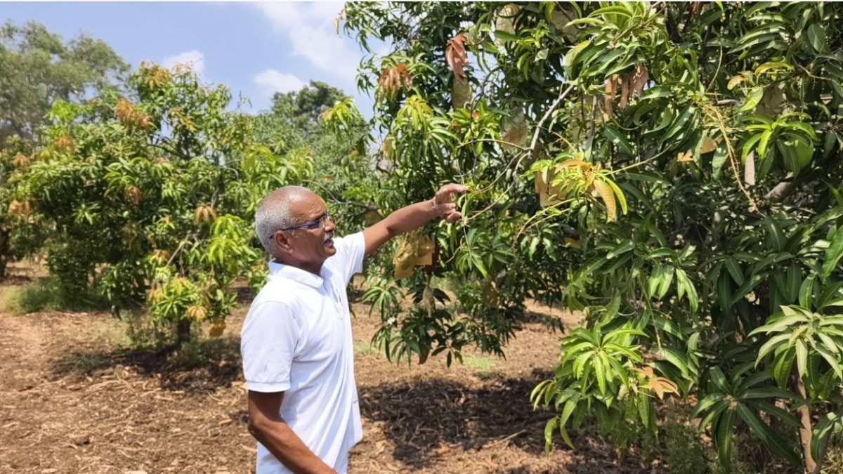 Gujarat Mango Farmer