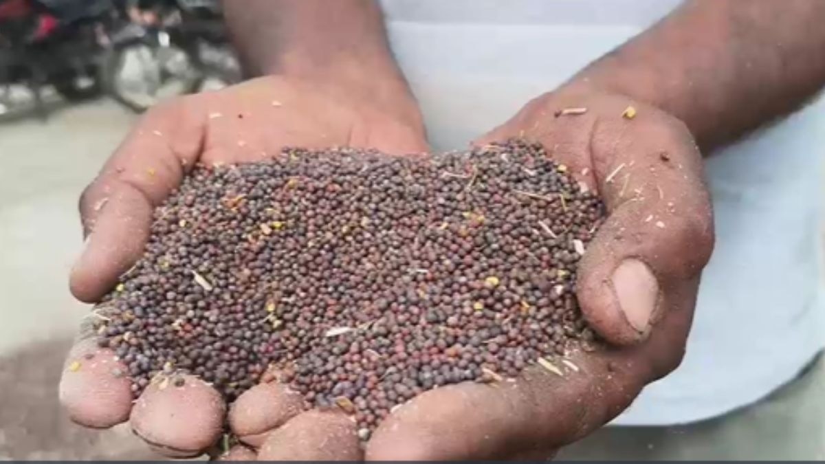 सरसों की खरीद