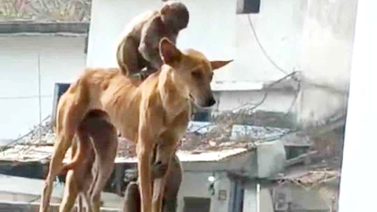 Monkey And Dog Friendship