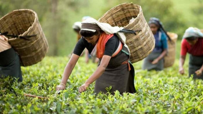 ‘चाय की रानी’ बनेंगी किशनगंज की दीदियां