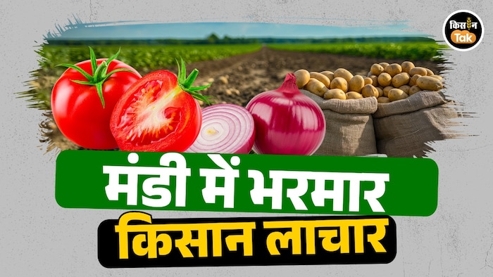 vegetable price crash India