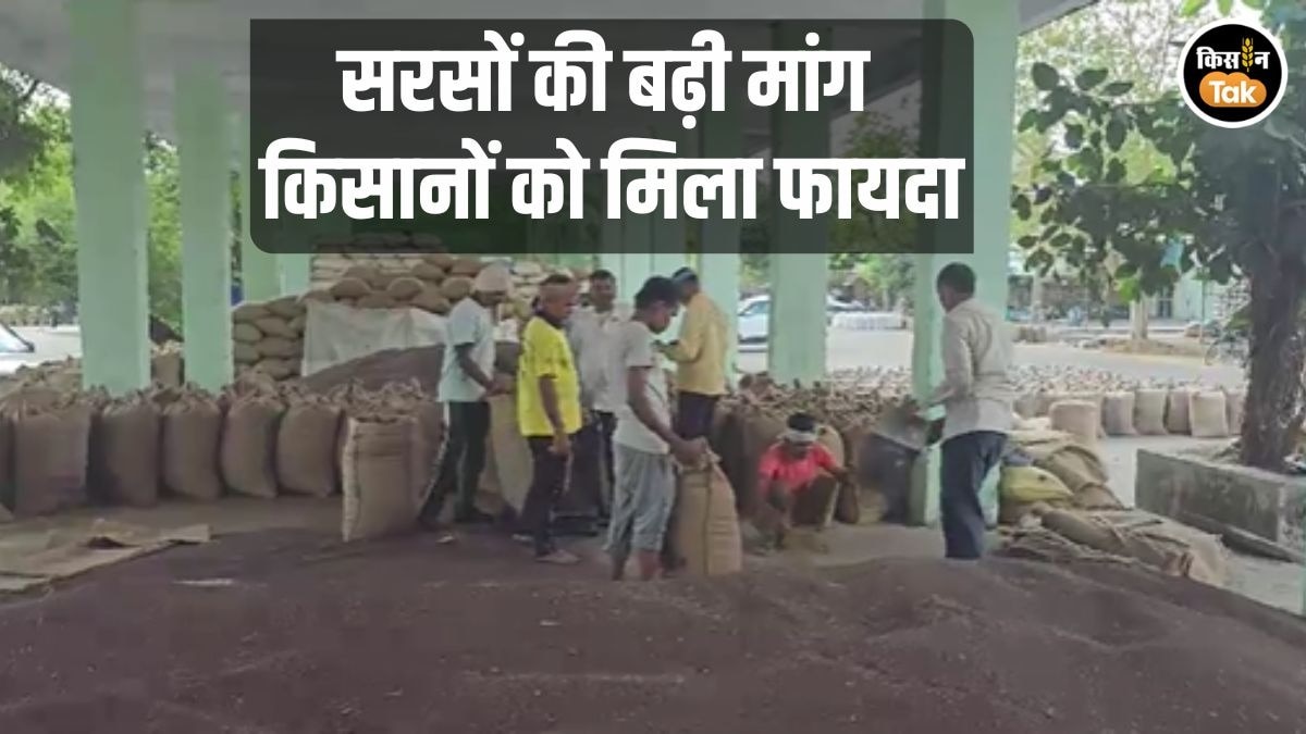 विदेशी तेल की कमी से सरसों की बढ़ी मांग