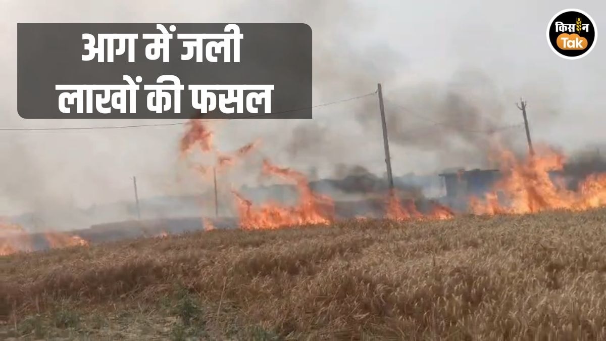 खेत में आग का कहर: तैयार गेहूं की फसल राख, किसानों को हुआ लाखों रुपये का नुकसान