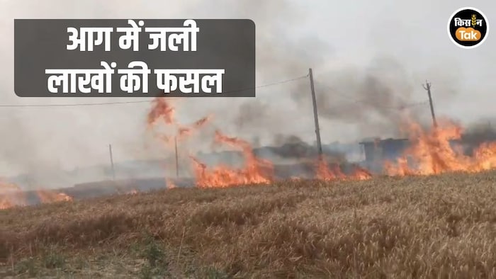 तैयार गेहूं की फसल राख