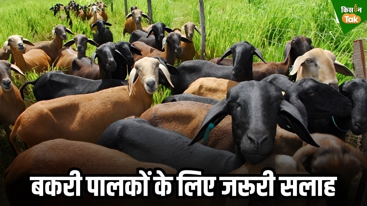 goat health tips changing weather