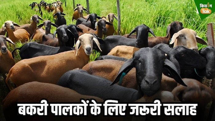 goat health tips changing weather