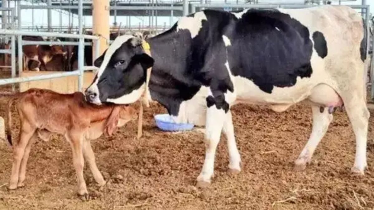 गिर गाय एम्ब्रियो ट्रांसफर