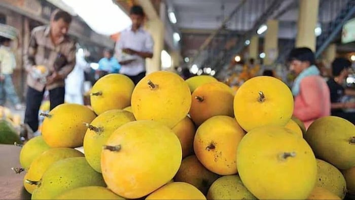 बेमौसमी बारिश से निराश कच्छ के किसान