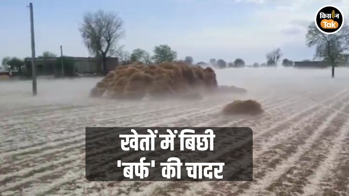 भारी ओलावृष्टि से फसलें चौपट