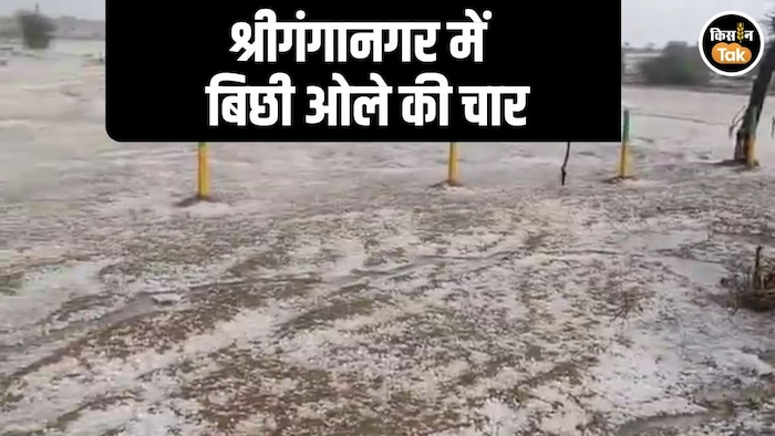 Sriganganagar Hailstorm