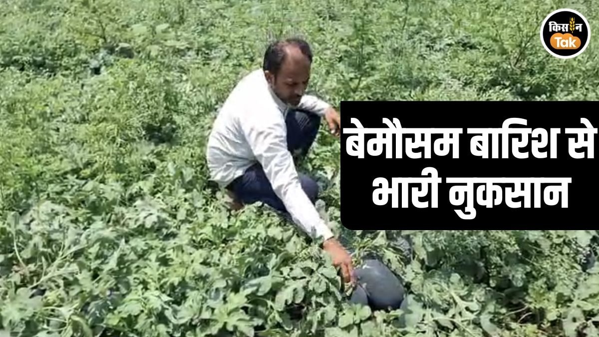 beed Crop Loss