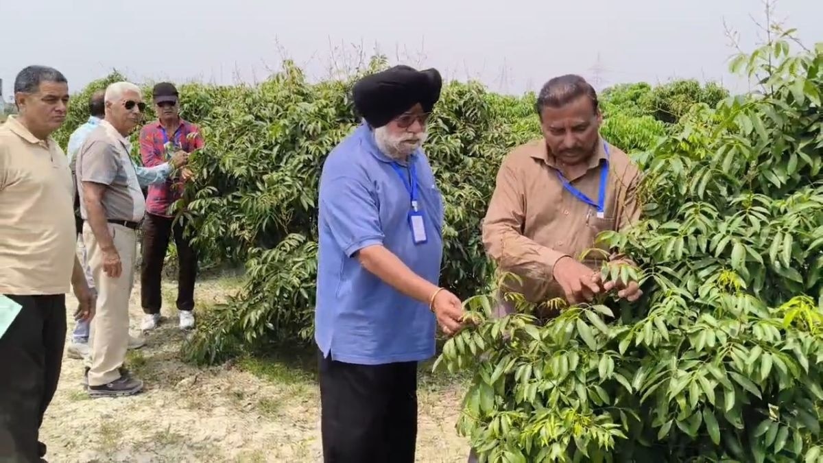 बिहार की ‘शाही लीची’ का क्रेज