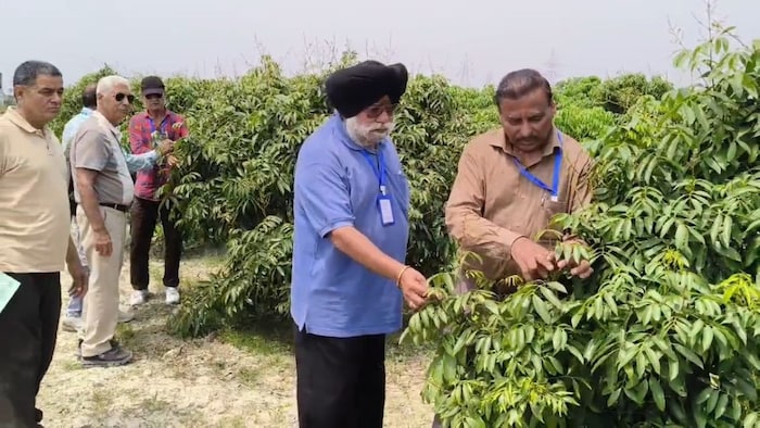 बिहार की ‘शाही लीची’ का क्रेज