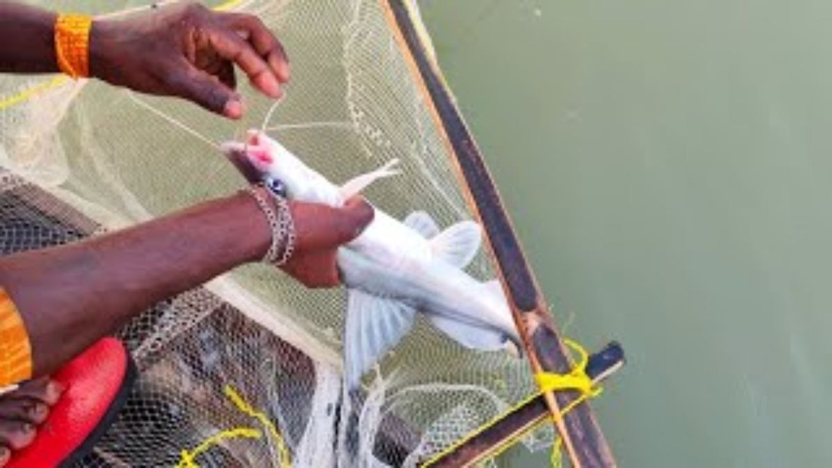 Fish Pond Care: इस मौसम में भी नहीं होंगी बीमार, खूब होगी ग्रोथ, मछलियों के तालाब में करें ये उपाय 