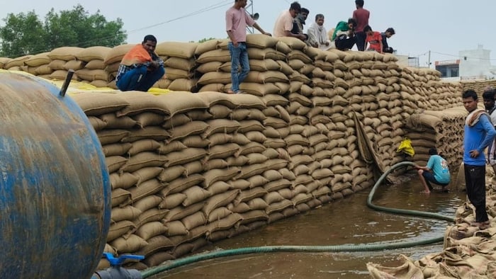हजारों टन गेहूं की फसलें बर्बाद (सांकेतिक फोटो)
