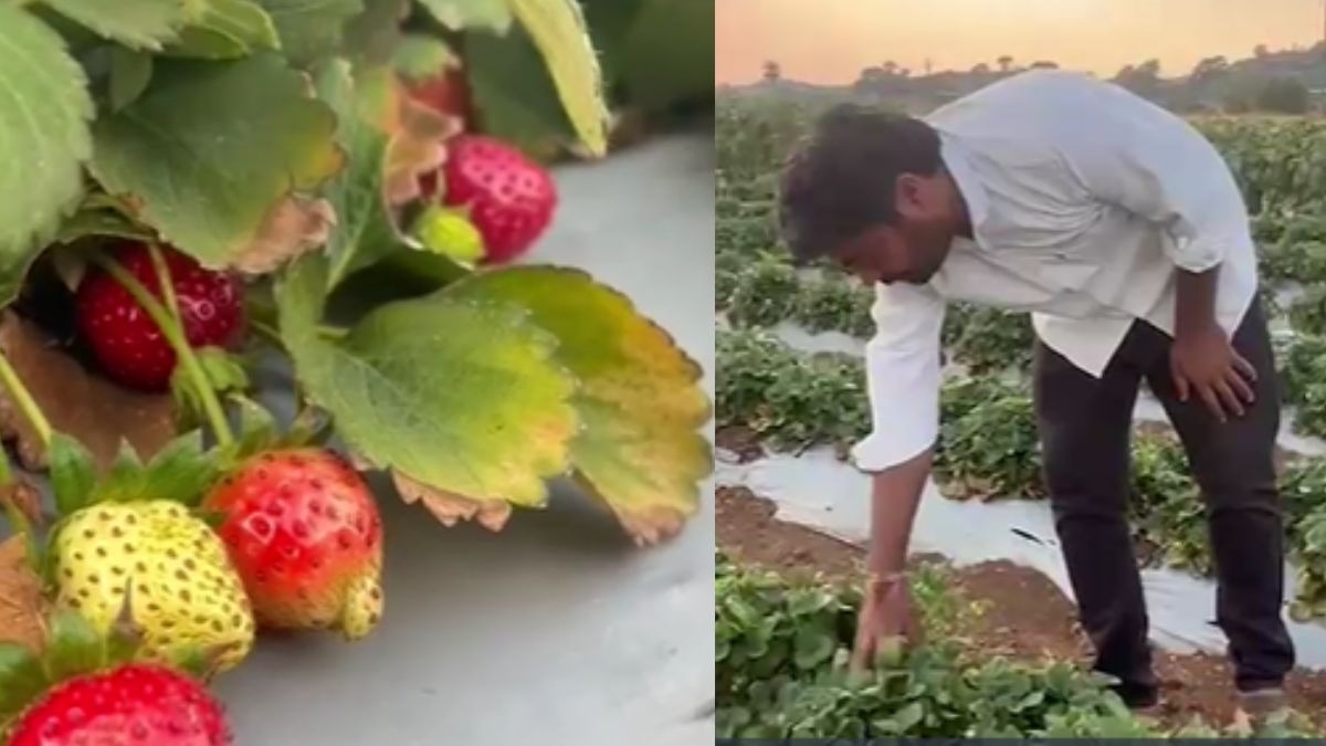 स्ट्रॉबेरी की खेती