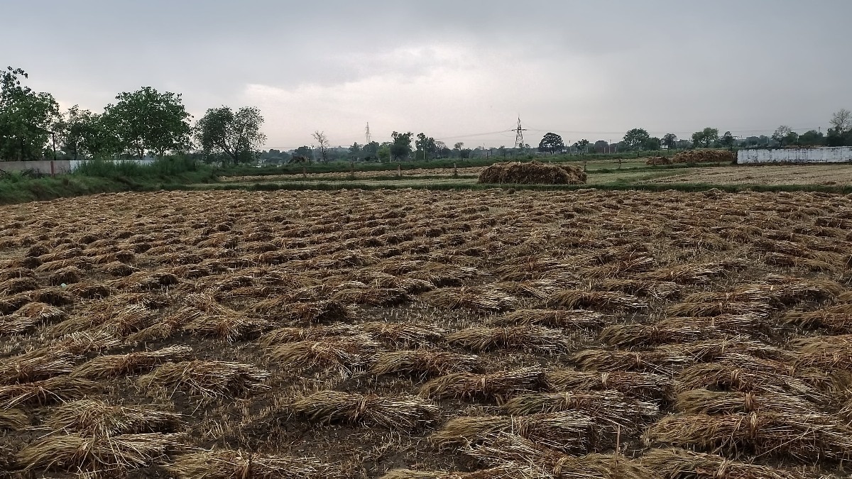 Dholpur में बारिश-ओलावृष्टि का कहर, गेहूं समेत रबी फसलों को 50% तक नुकसान