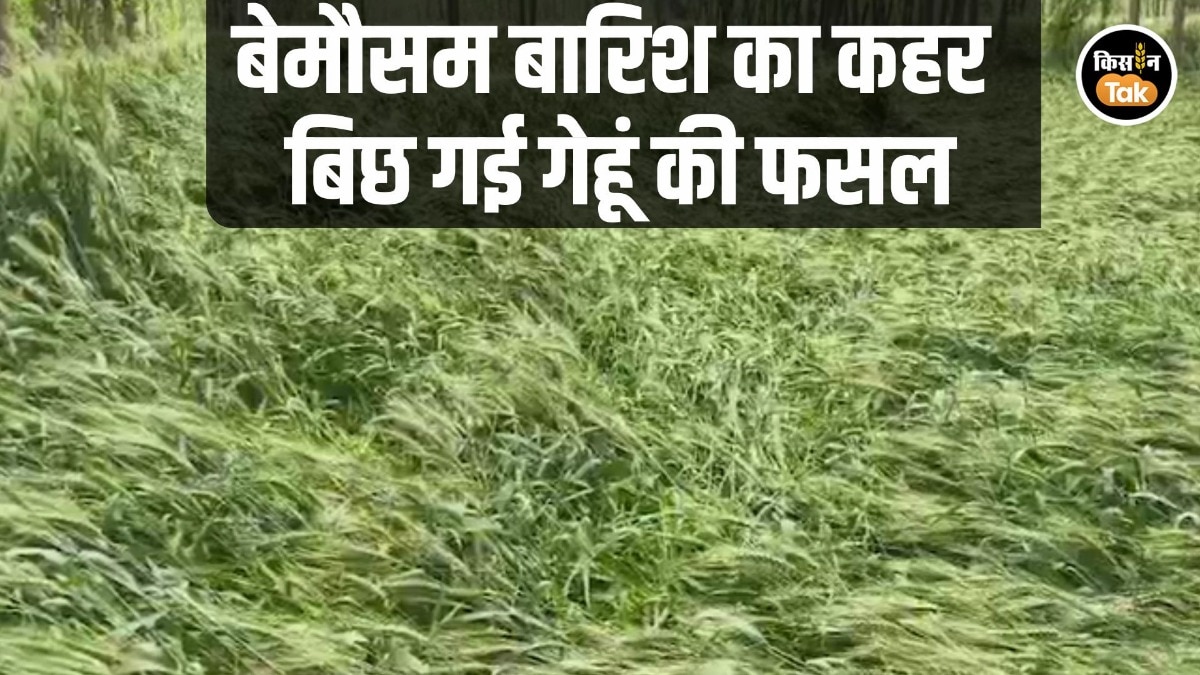 बेमौसमी बारिश और ओलावृष्टि से पंजाब के गेहूं बर्बाद, केंद्रीय मंत्री से राहत की अपील