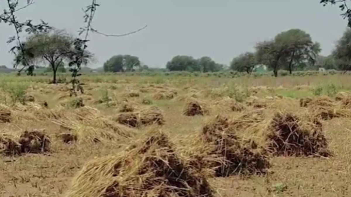 बारिश से कई फसलें चौपट