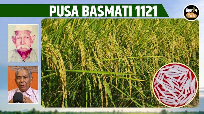 पूसा बासमती-1121 की कहानी.