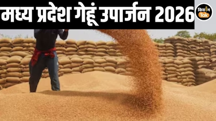 MP Wheat Procurement