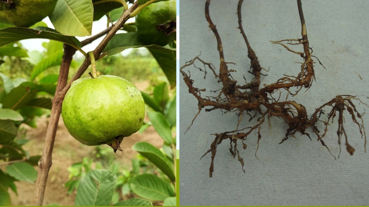 guava cultivation, amrud ki kheti, ICAR-CISH, up news, lucknow latest news, up farmer news, guava farming, disease in guava