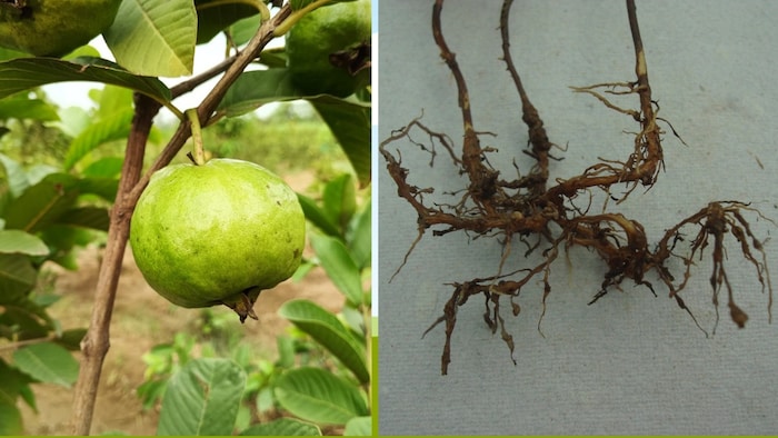 guava cultivation, amrud ki kheti, ICAR-CISH, up news, lucknow latest news, up farmer news, guava farming, disease in guava