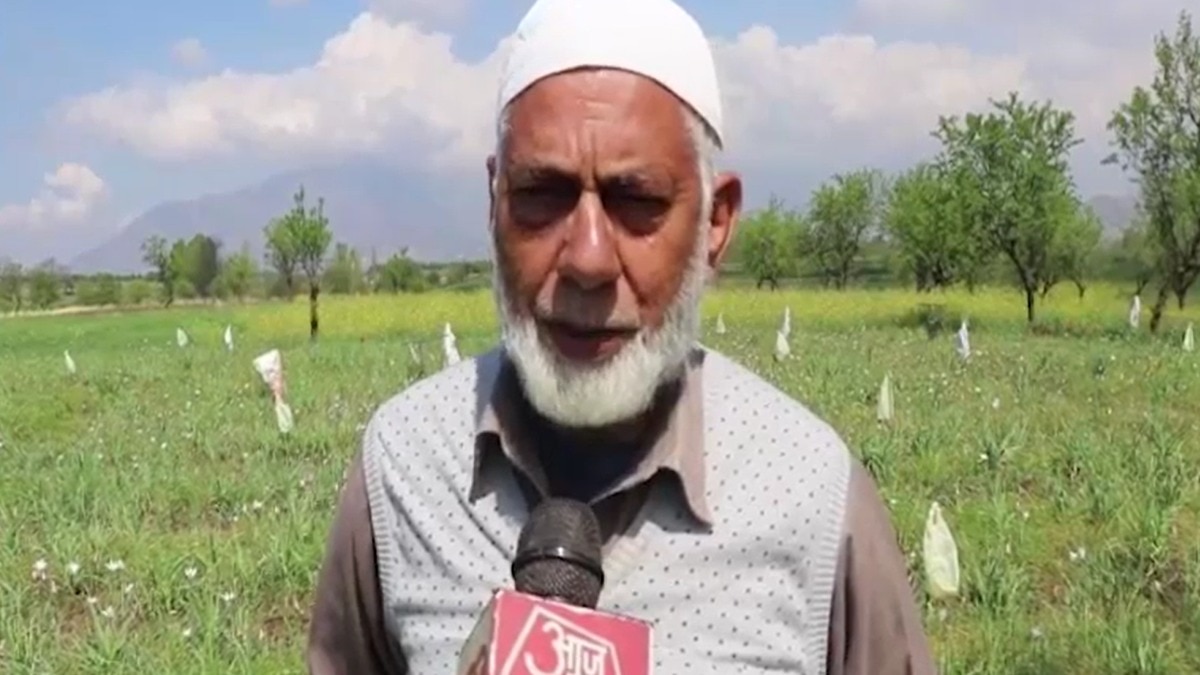 Kashmir saffron farming