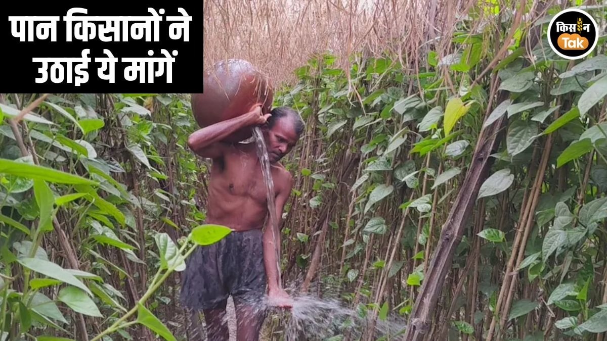 Betel Farming UP News