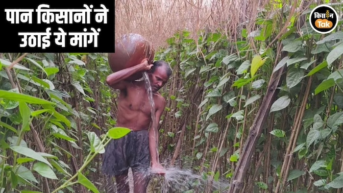 Betel Farming UP News