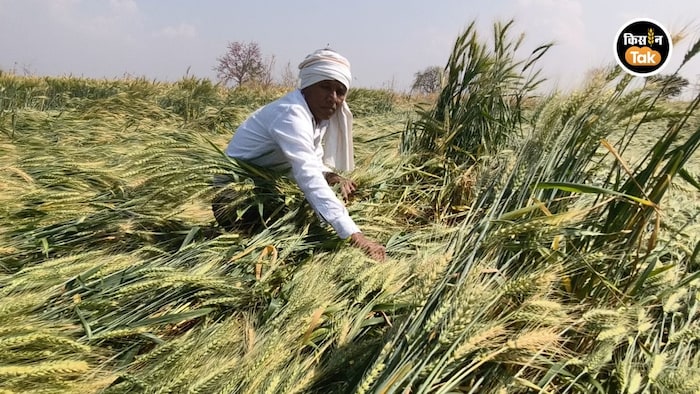 बारिश से गेहूं की फसल बर्बाद