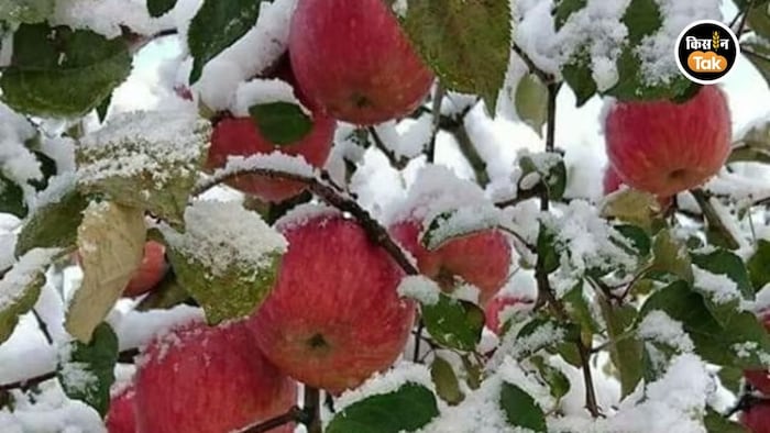 हिमाचल में अप्रैल की बर्फबारी ने सेब के बागों को किया तबाह