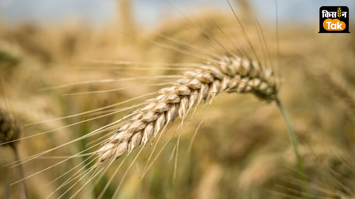 ICAR की नई गेहूं किस्म HD3388 की रबी सीजन में बुवाई की सलाह.