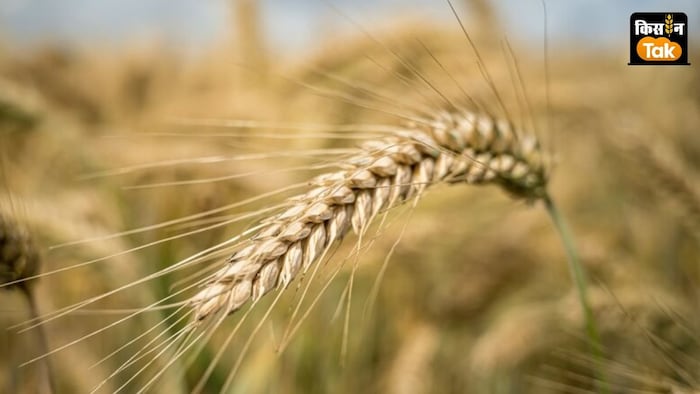 ICAR की नई गेहूं किस्म HD3388 की रबी सीजन में बुवाई की सलाह.