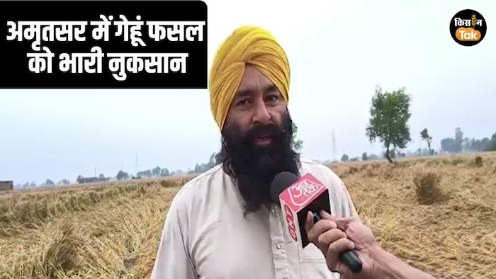 Amritsar Rain Crop Loss