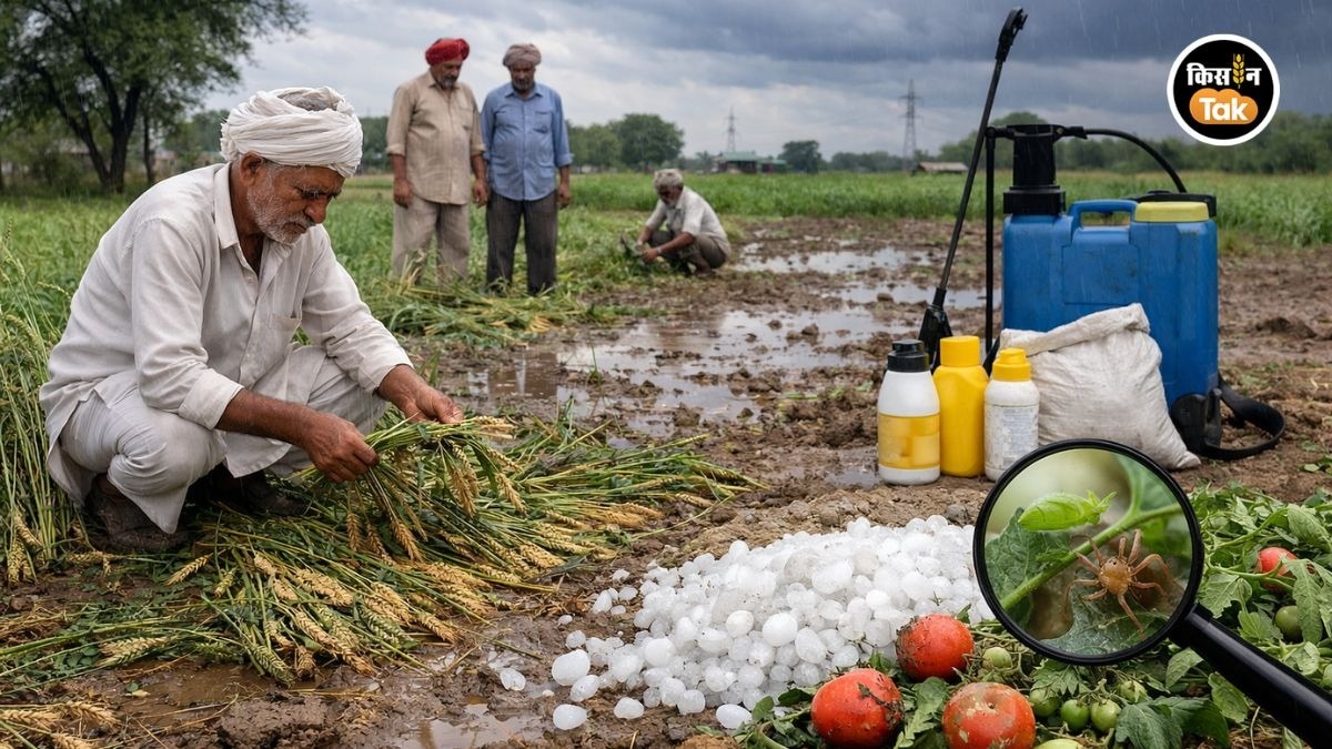 बेमौसम बारिश से फसल चौपट, ऐसे करें बचाव